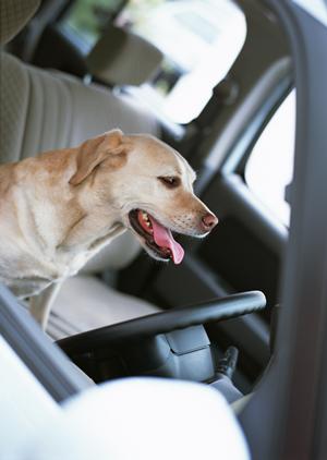 一宮市の車検の際の大切なポイントとは